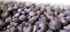 Raw Cashew Nuts 04