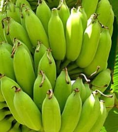 Fresh Banana (AH-110008)