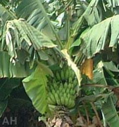 Fresh Banana (AH-110011)