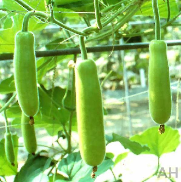 Fresh Bottle Gourd (AH-110021)