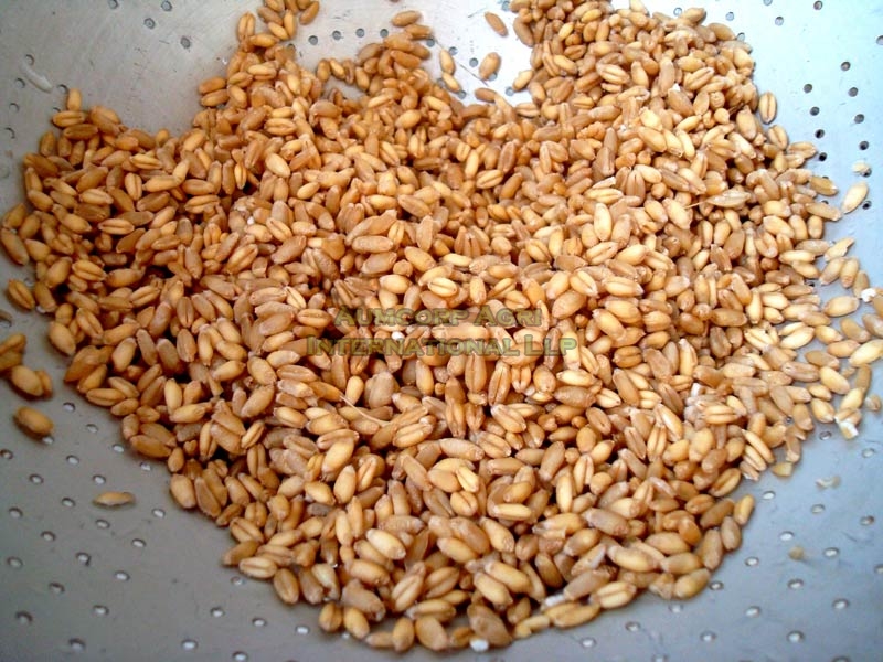 Wheat Seeds