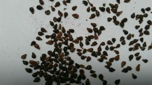 Dried Grape Seeds 03