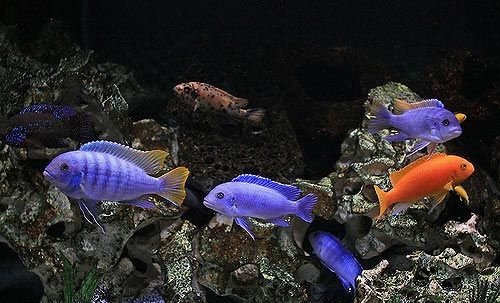 African Cichlid Fish