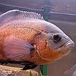 American Cichlid Fish