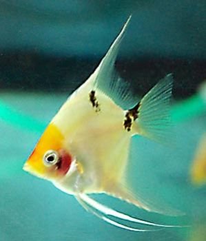 Angel Fish