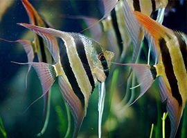Angelfish Species Profile