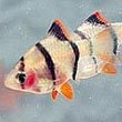 Barb Fish