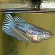 Betta Fish