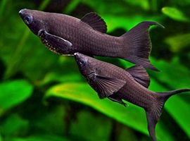 Black Molly Species Profile