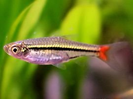 Blackline rasbora Species Profile