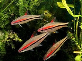Denison Barb Species Profile