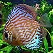 Discus Fish