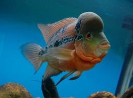 Flowerhorn Species Profile