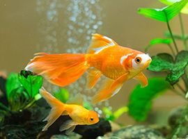 Goldfish Species Profile