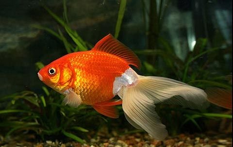 Goldfish
