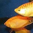 Gourami Fish