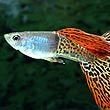 Guppy Fish