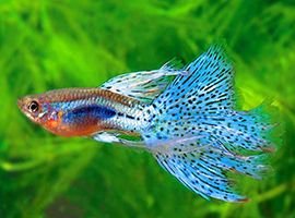 Guppyfish Species Profile