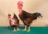 Hitcari (Naked Neck Cross)