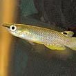 Killifish