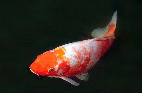 Koi Carp Fish