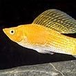 Molly Fish