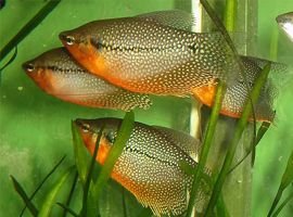 Pearl Gourami Species Profile