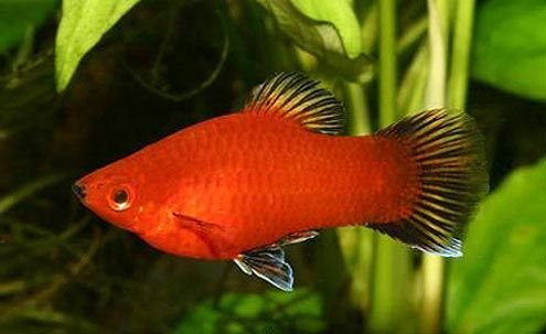 Platy Fish