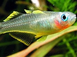 Rainbowfish Species Profile