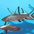 Shark Fish