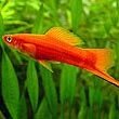 Swordtail Fish