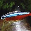 Tetra Fish