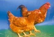 Upcari (Frizzle Cross)
