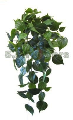 F12 Creeper Plant