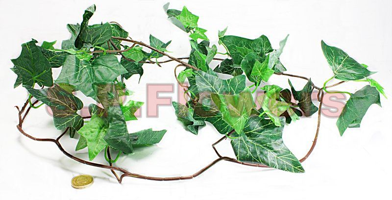 F321 Creeper Plant
