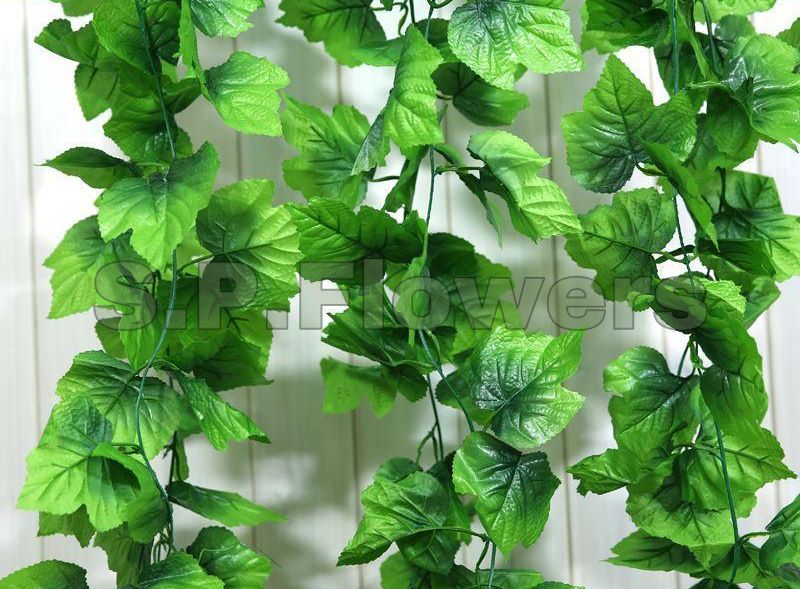 F67 Creeper Plant