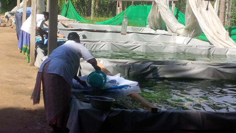 Spirulina Capsules 05