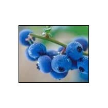 Blueberry Incense Stick Fragrance