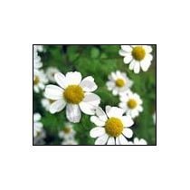 Chamomile Incense Stick Fragrance