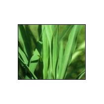 Citronella Incense Stick Fragrance