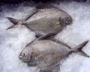 Black Pomfret