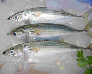 Mackerels