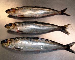 Sardines