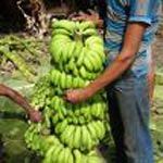 Fresh Green Banana 05