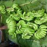 Fresh Green Banana 06