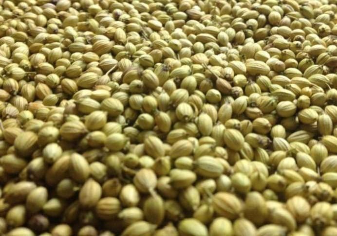 Coriander Seeds 01