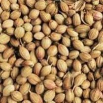 Coriander Seeds 02