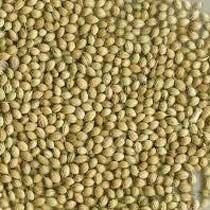 Coriander Seeds 03