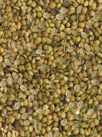 Coriander Seeds 04