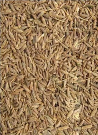 Cumin Seeds 02